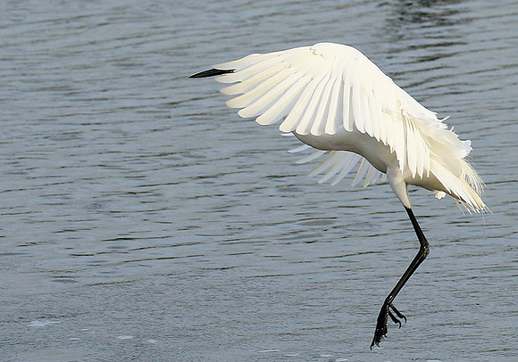 In the lagoon
