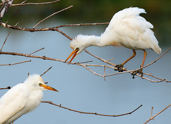 Western cattle egrets settling for the night