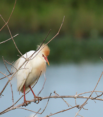 Western cattle egrets settling for the night