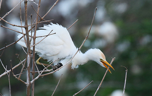Cattle egret