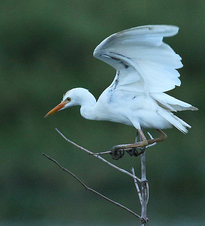 Cattle egret
