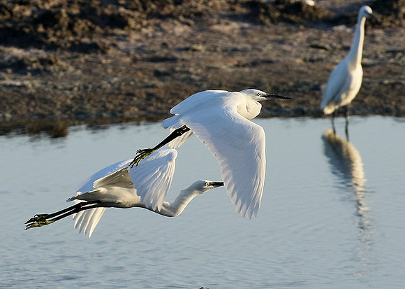 Flying together