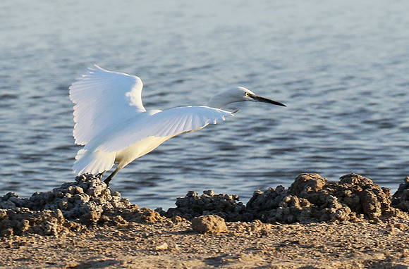 In the lagoon
