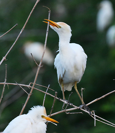 Cattle egret