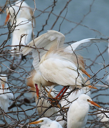Cattle egret