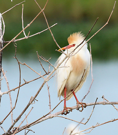 Western cattle egrets settling for the night