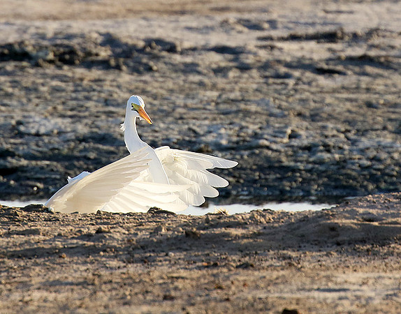Egret in the lagoon (aigrette dans le lagoon)