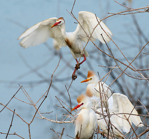 Cattle egret