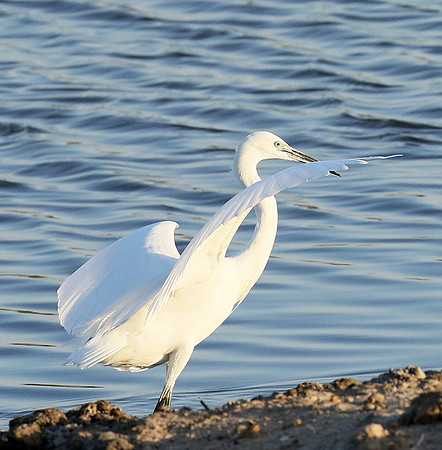 In the lagoon