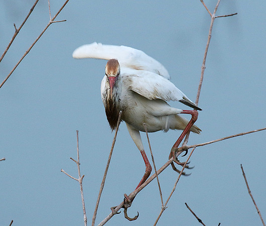 Cattle egret