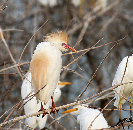 Western cattle egrets settling for the night