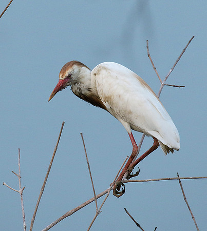 Cattle egret