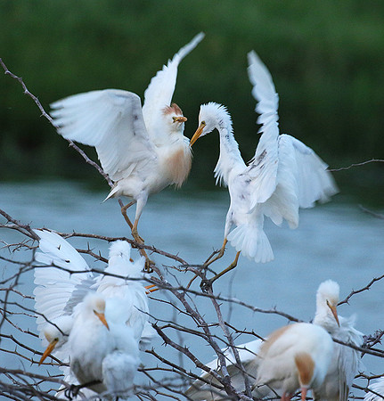 Cattle egret