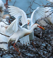 Cattle egret