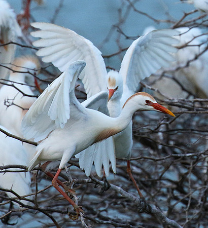 Cattle egret