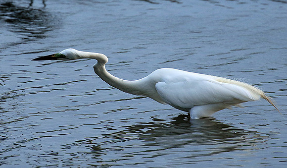 In the lagoon