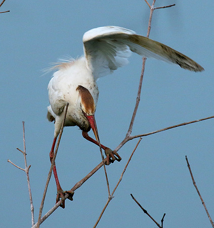 Cattle egret