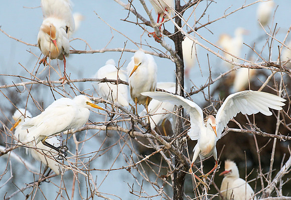 Cattle egret