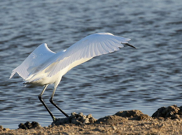 In the lagoon