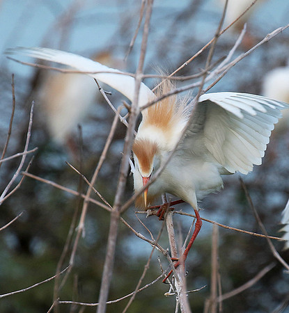 Cattle egret