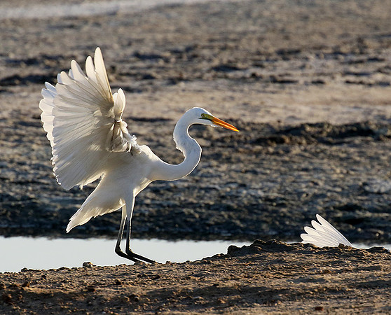 Egret in the lagoon (aigrette dans le lagoon)