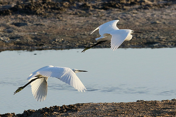 Flying together