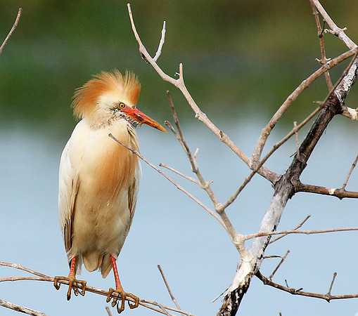 Western cattle egrets settling for the night
