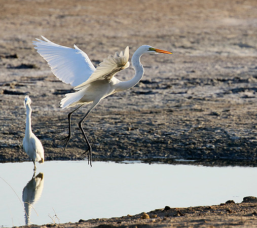 Egret in the lagoon (aigrette dans le lagoon)