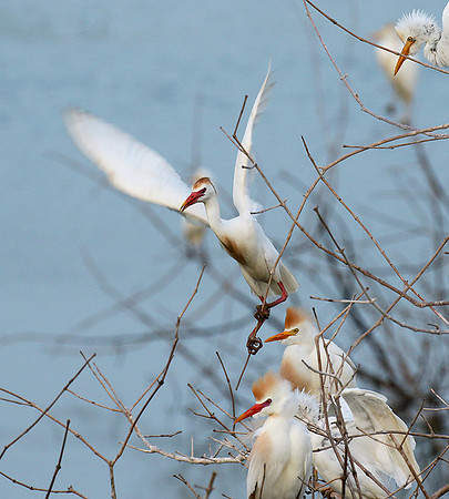 Cattle egret