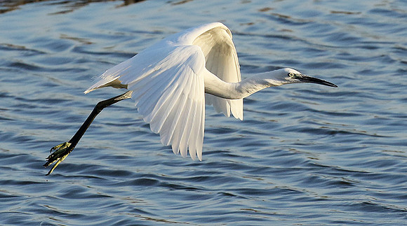 In the lagoon