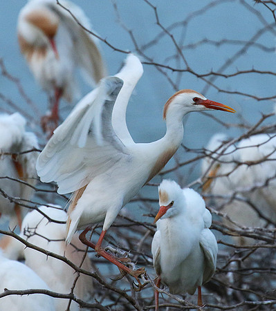 Cattle egret