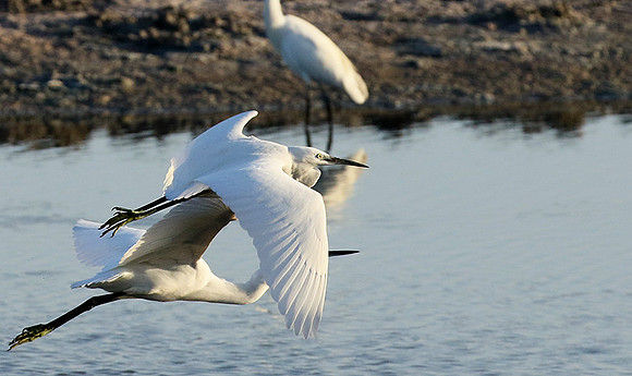 Flying together