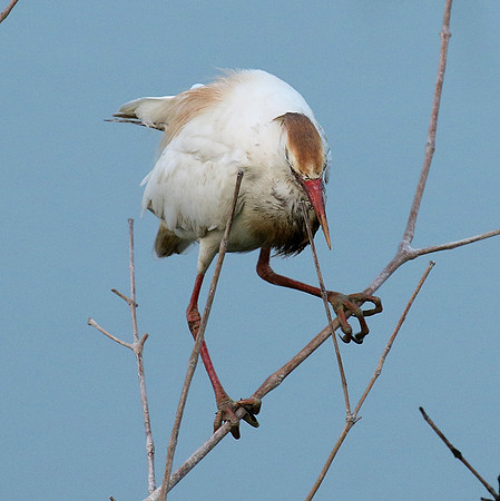 Cattle egret