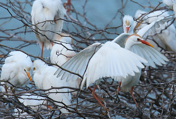 Cattle egret