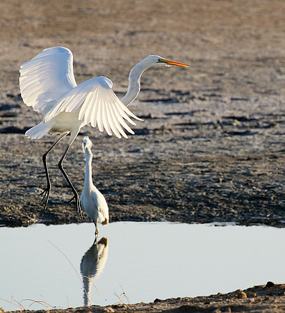 Egret in the lagoon (aigrette dans le lagoon)