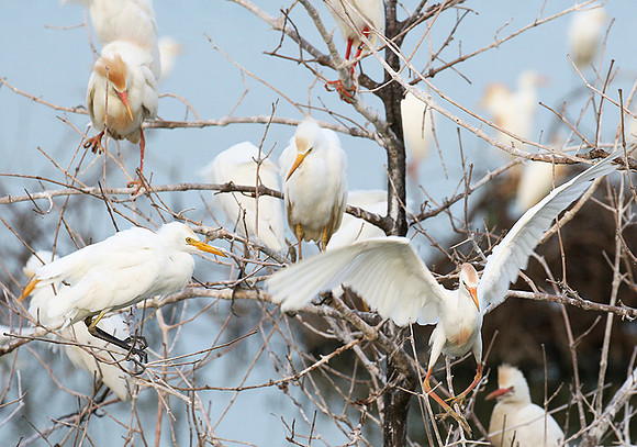 Cattle egret