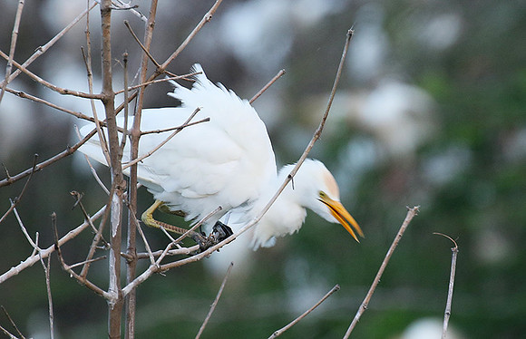 Cattle egret