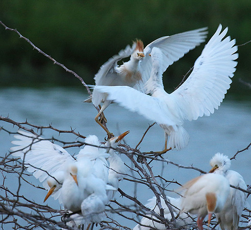 Cattle egret