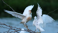 Cattle egret