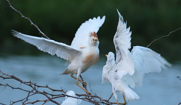 Cattle egret