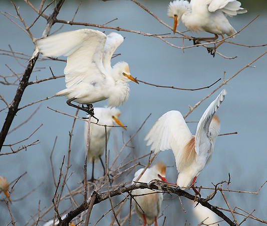Cattle egret