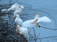 Cattle egret