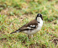 White-browed sparrow weaver - Amboseli National Park