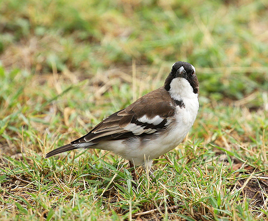 White-browed sparrow weaver - Amboseli National Park