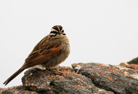 Rock bunting