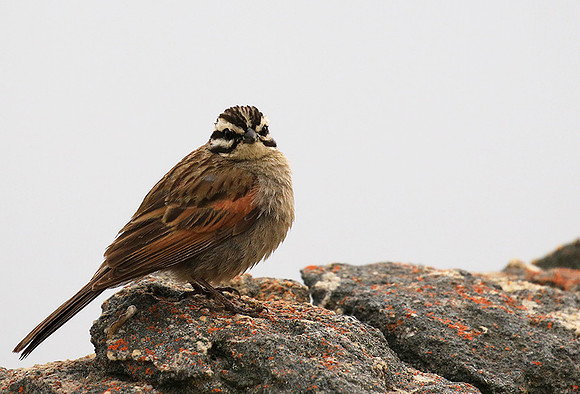 Rock bunting