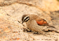 Rock bunting