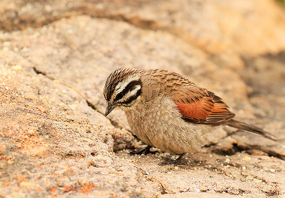 Rock bunting