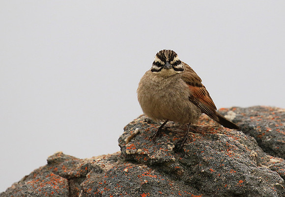 Rock bunting