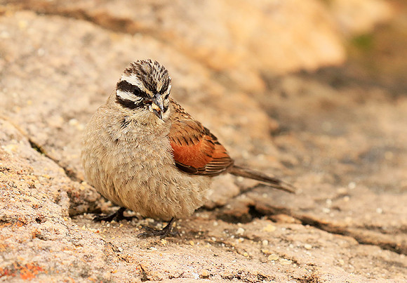 Rock bunting